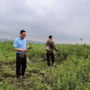 News 23: Blumea planting base