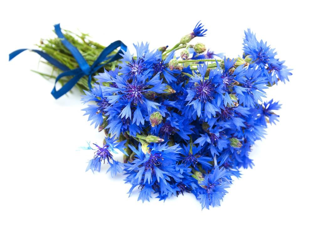Cornflowers Hydrosol Hydrolate Plant Extract Liquid Water for Skin Care Factory Supplier