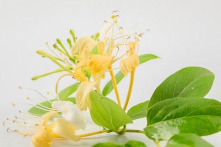  Honeysuckle Hydrolat - 100% Pure and Natural at bulk wholesale prices