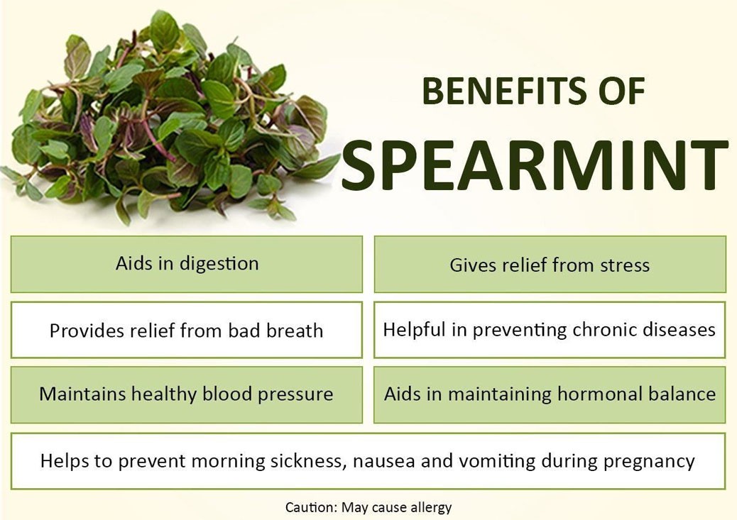 Manufacturer supply 100% pure natural spearmint essential oil for diffuser aromatherapy in bulk price