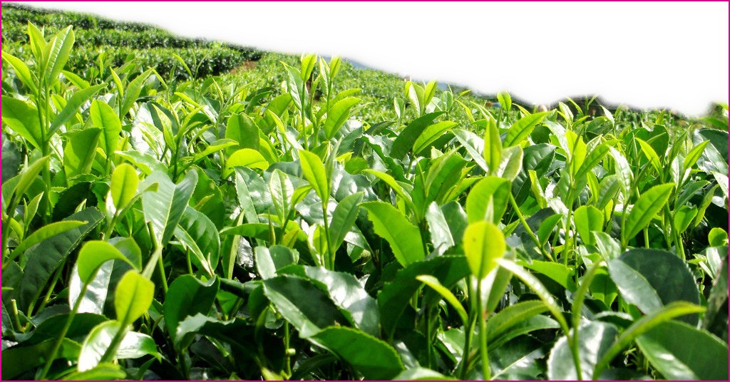 Wholesale Low Price Tea Tree Hydrosol OEM For Skin Care